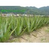郁李仁長(zhǎng)梗郁李提取物