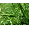 供應(yīng)瓶耳小草提取物